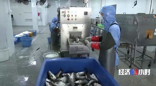 珠海打造“年魚之都” 預制菜產業年產值超1.5億元，紡織業協同發展